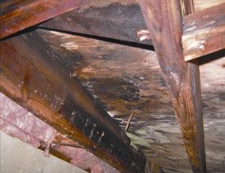 mold and rot in a Harrisburg crawl space