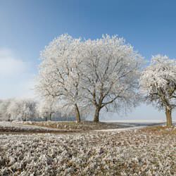 Frost covering trees and a grassy field in Bellefonte