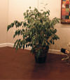 waterproof wood floor for basement remodeling projects in York